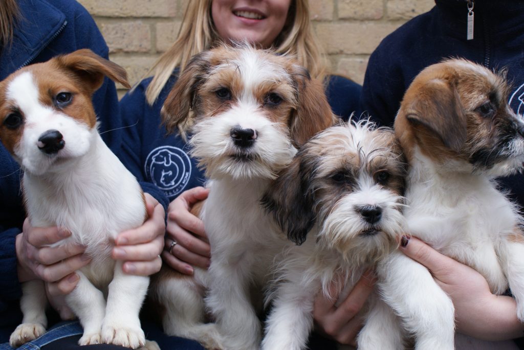 We ❤ Battersea Dogs & Cats Home!